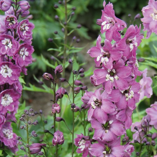 Delphinium cultorum 'M F Lilac Pink White Bee' - Aed-kukekannus 'M F Lilac Pink White Bee'